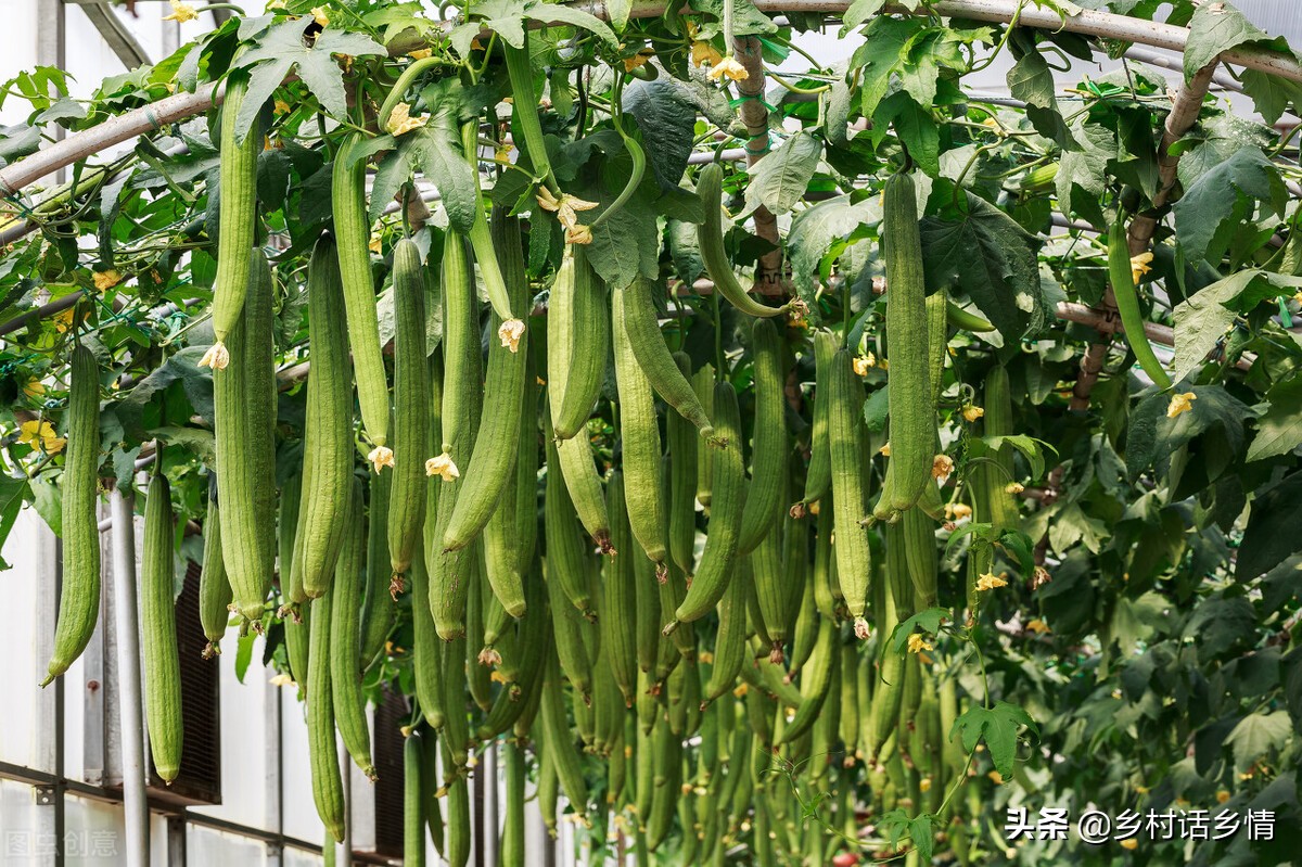 丝瓜苦瓜怎么做好吃,丝瓜苦瓜小懒瓜如何整枝打蔓