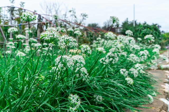 韭菜种植后什么时候可以割,种植的韭菜什么时候割合适