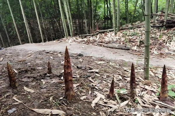 重庆特产南川方竹笋,南川方竹笋多少钱一斤