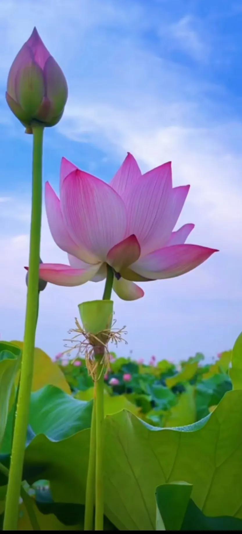 夏至荷花荷叶图片,夏至时节荷花正美图片