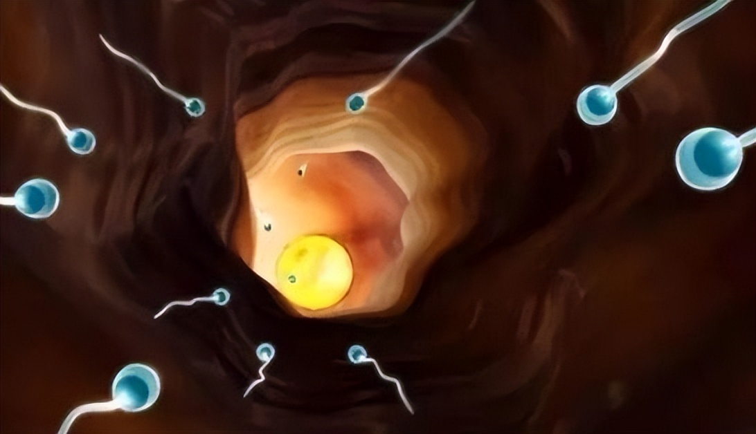 跑得最快、最阳刚的精子才能和卵子结合？不！只是运气爆棚而已