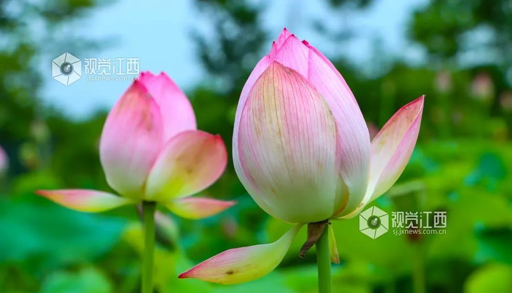 全球学子嘉游赣|上饶的第一波荷花开了，让我们一起步入飘满荷香的夏天！
