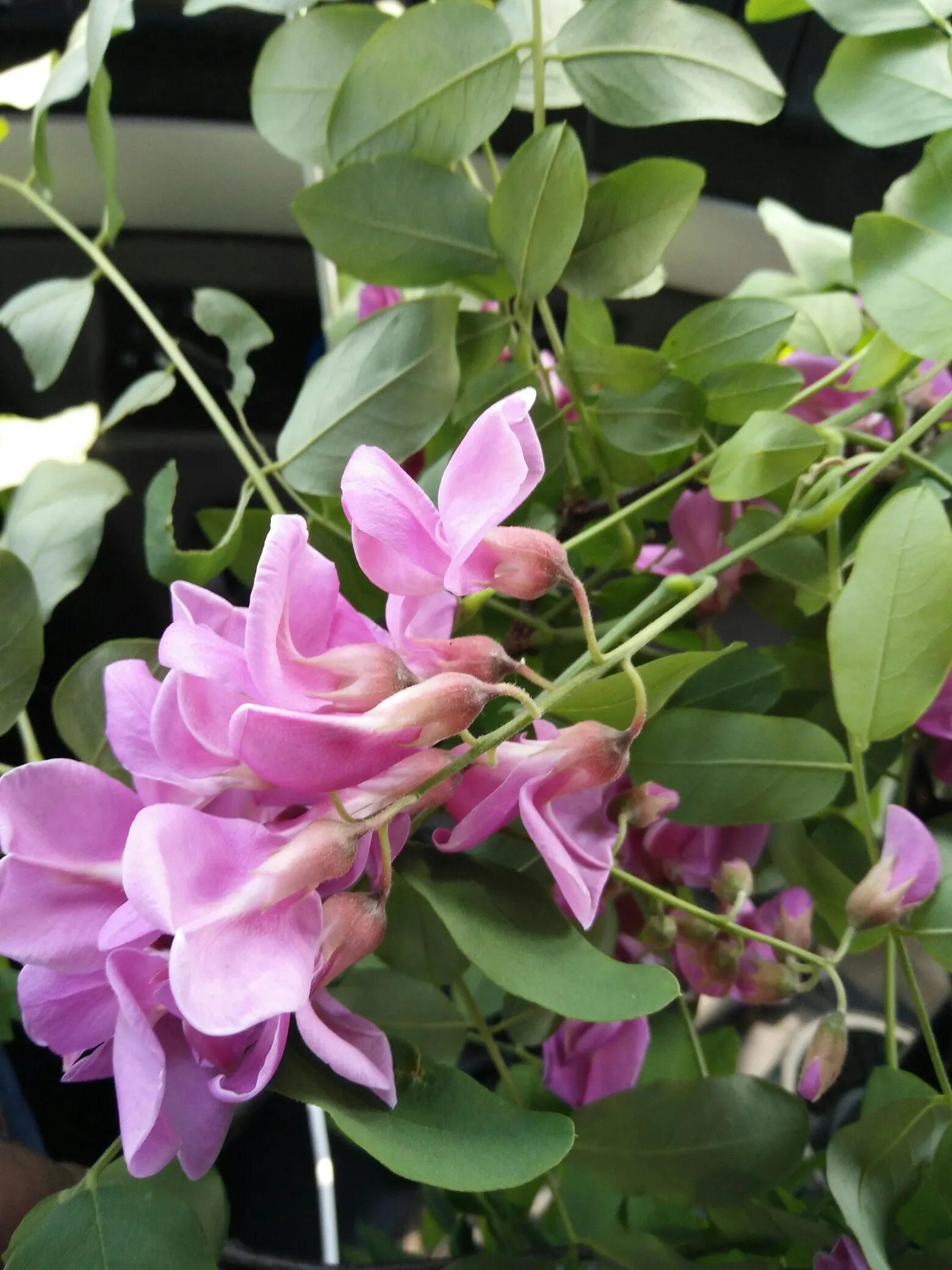 忆老家那棵洋槐树洋槐花盛开阵阵扑鼻香