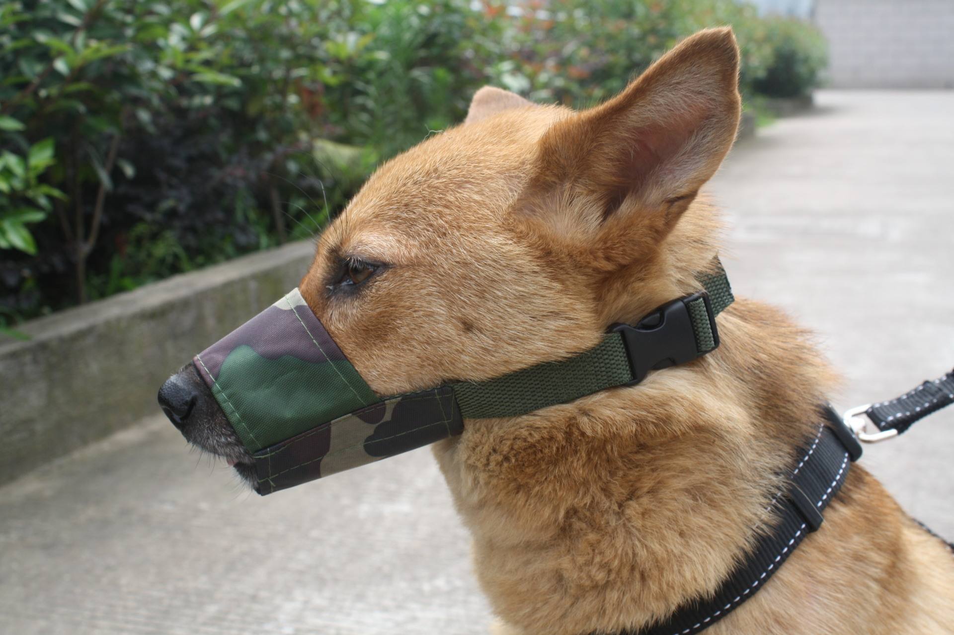 狗狗突然一直舔尿道是有炎症吗,狗狗舔尿液是缺少什么