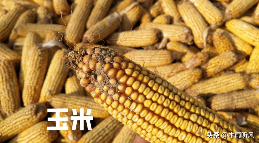 鸡最怕的四种食物,鸡平时喂什么可以防御疾病