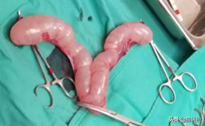 不开刀绝育手术,不打针不手术怎么让母猫绝育