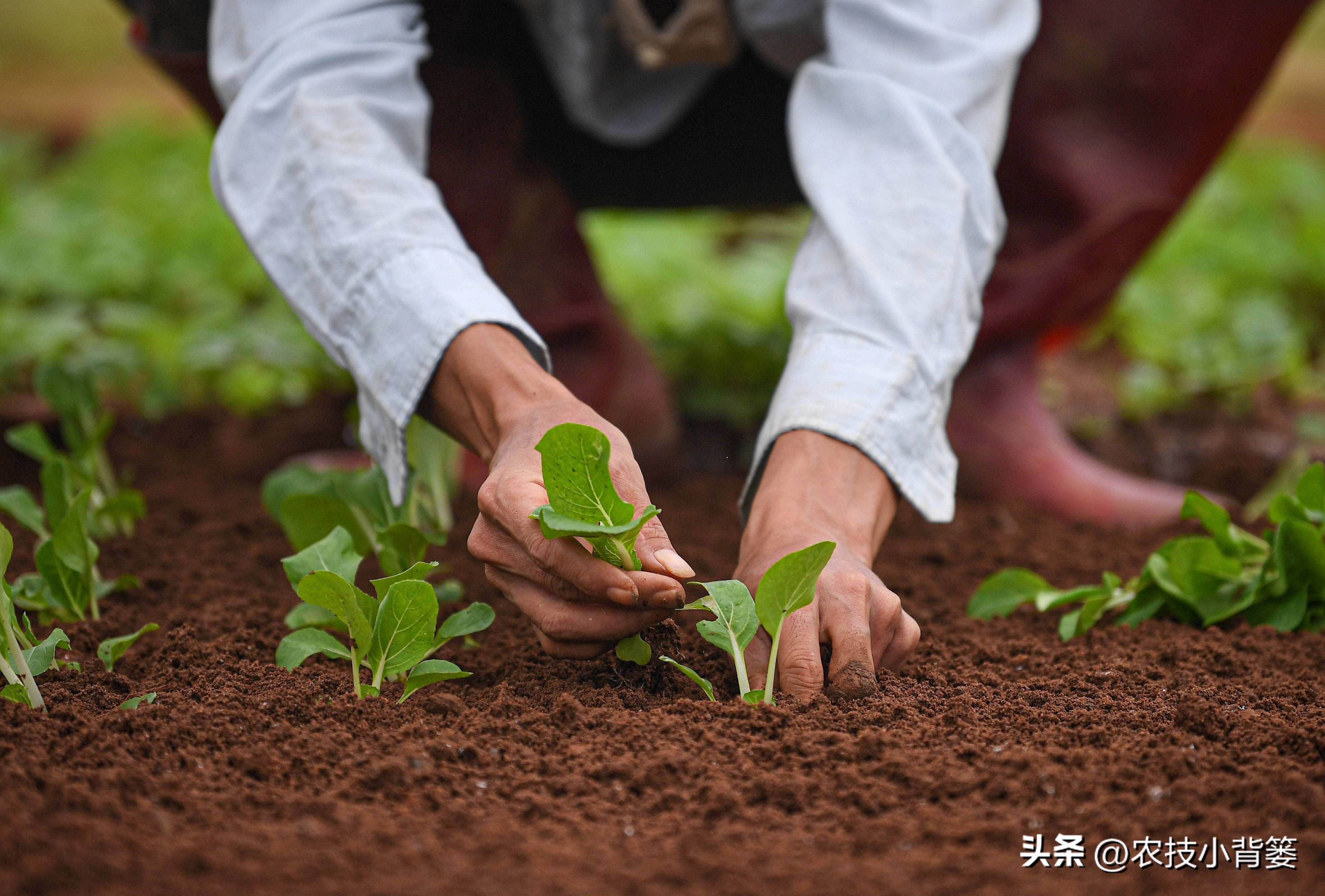 磷肥过量施用会怎样,磷元素缺乏有什么危害