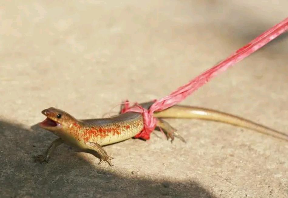 狗婆蛇是保护动物吗,农村最常见的几种蛇火蛇