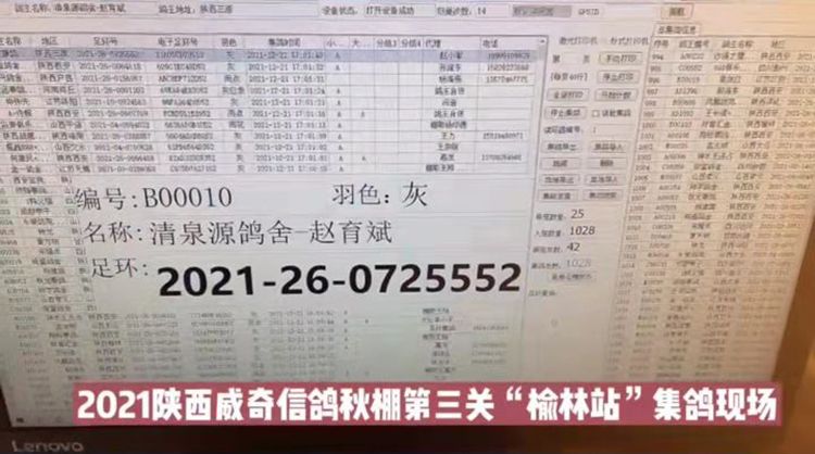 国际公棚鸽王赛,2022国际鸽联