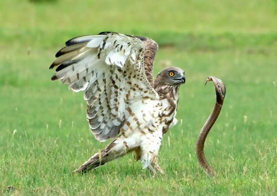 老鹰还能免疫蛇毒？不分品种逮着就吃，毒蛇真的拿老鹰没办法吗？