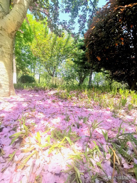 落英缤纷草书欣赏,落英缤纷美句简短