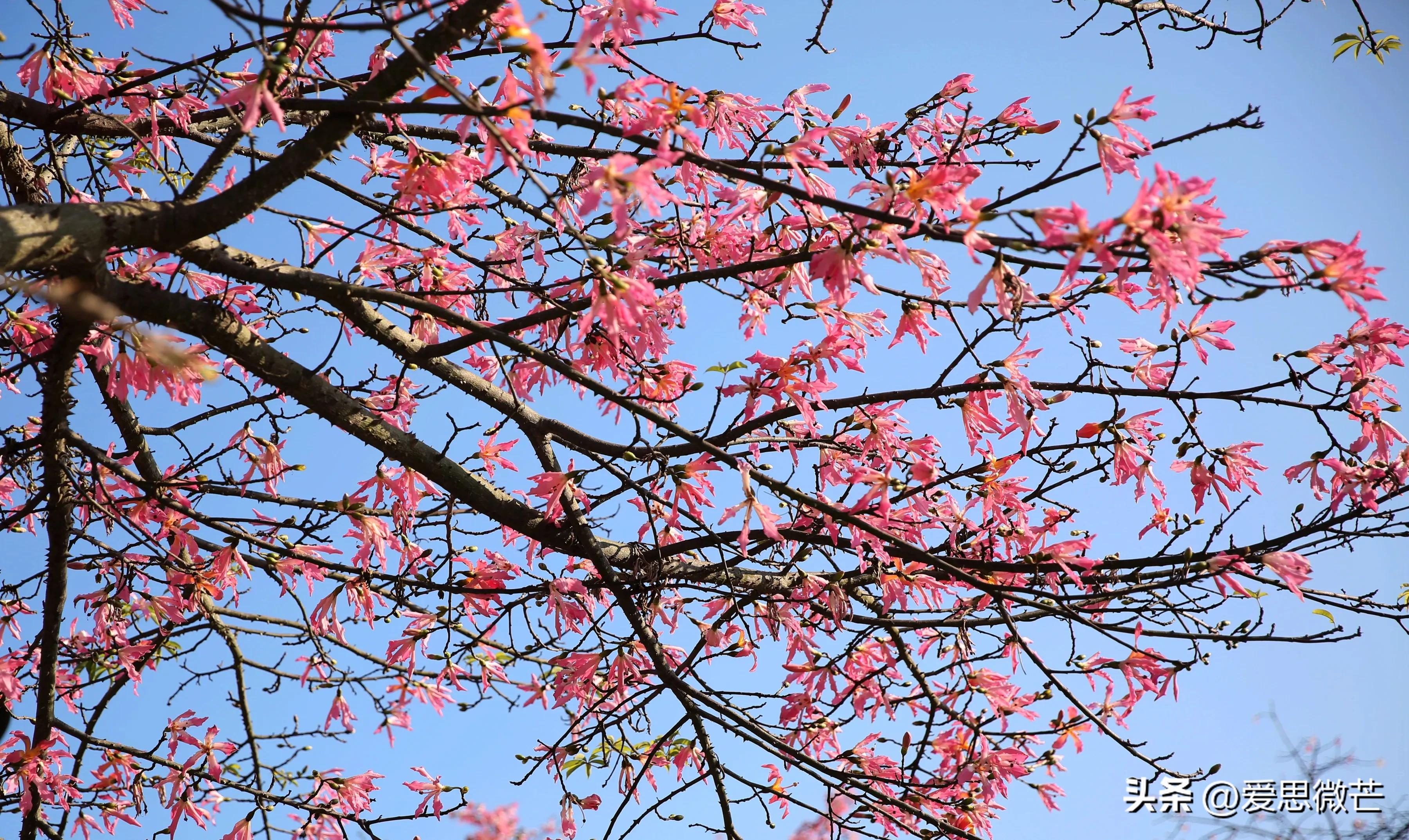 广州异木棉观赏地点,异木棉广州拍照