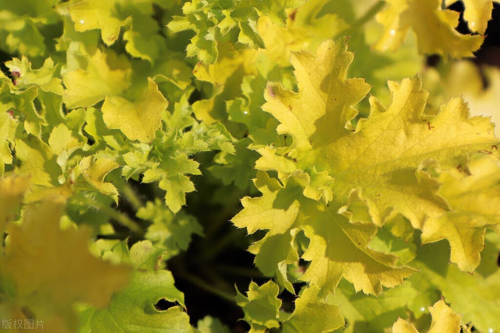 名伦珊瑚颂,欣赏美丽的珊瑚