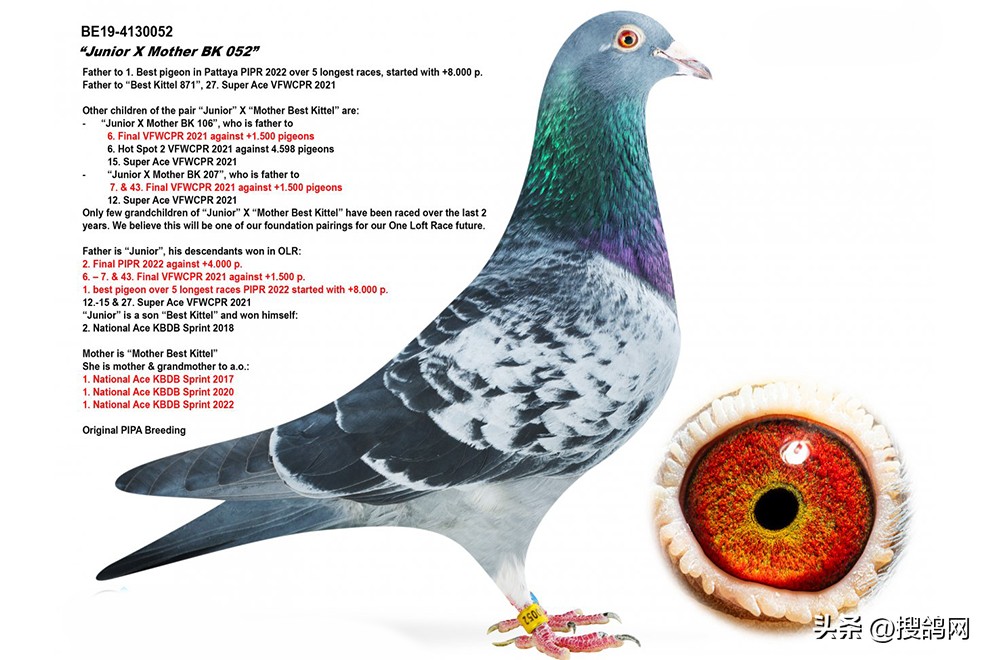 鲁迪狄萨尔信鸽,鲁迪戈贝尔季后赛表现