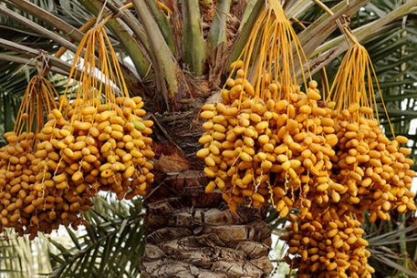 西亚重要城市分布图,西亚有什么旅游城市