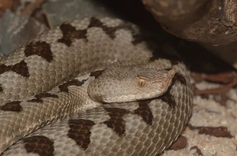 「原来欧洲有这么多种蛇？！」偷师卡塞尔的豢龙大师·下