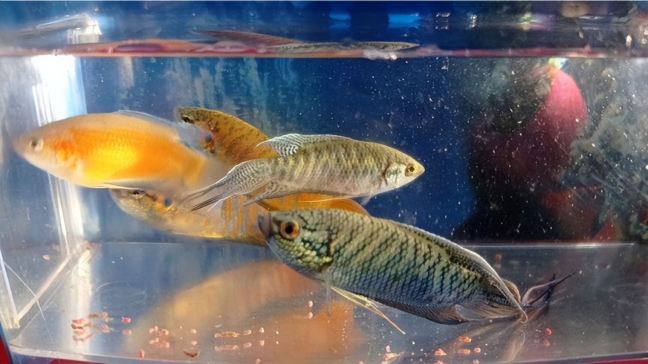 菩萨鱼曾经在农村经常见到，被当*鸡做**鸭零食，为啥现在很少见到？