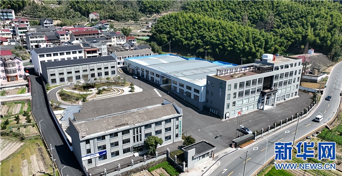 每日农经致富经香榧,乡村振兴兴农之路