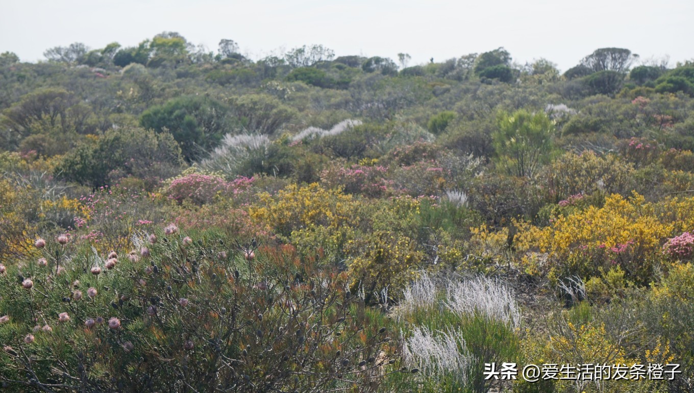 一路向北全程1980公里,西澳自驾游最佳路线图