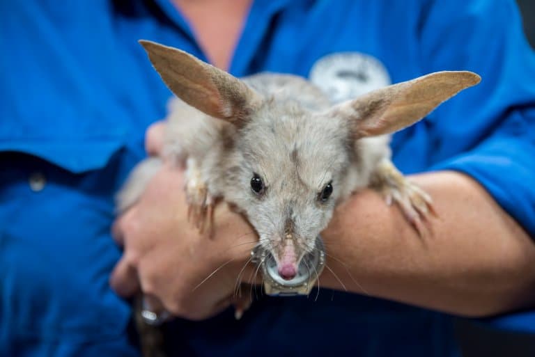 10种最可爱的动物,50种可爱动物