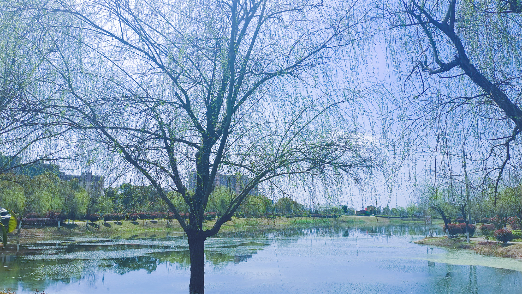 美丽吉安之风光系列：春天的柳树婀娜多姿美丽动人