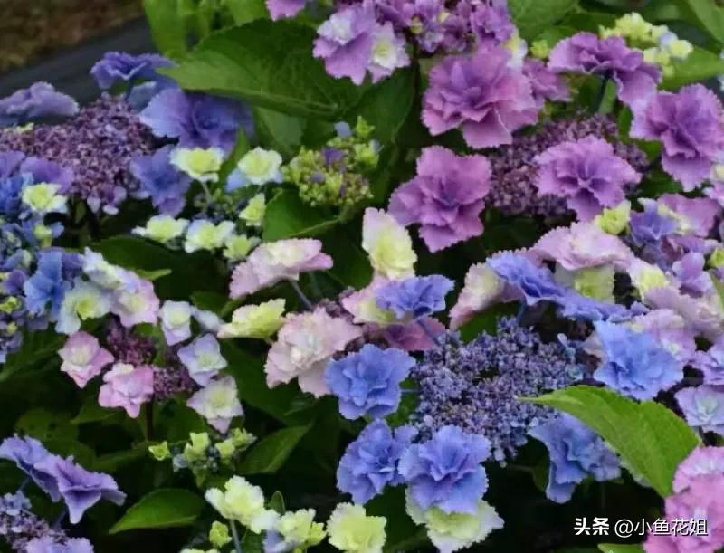 有一种花很好看但是很臭,名字很难听却很漂亮的花