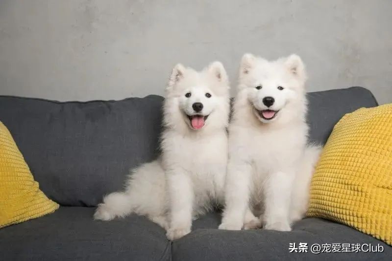 狗狗掉毛都快秃了还痒,狗狗尾巴毛掉秃了怎么回事