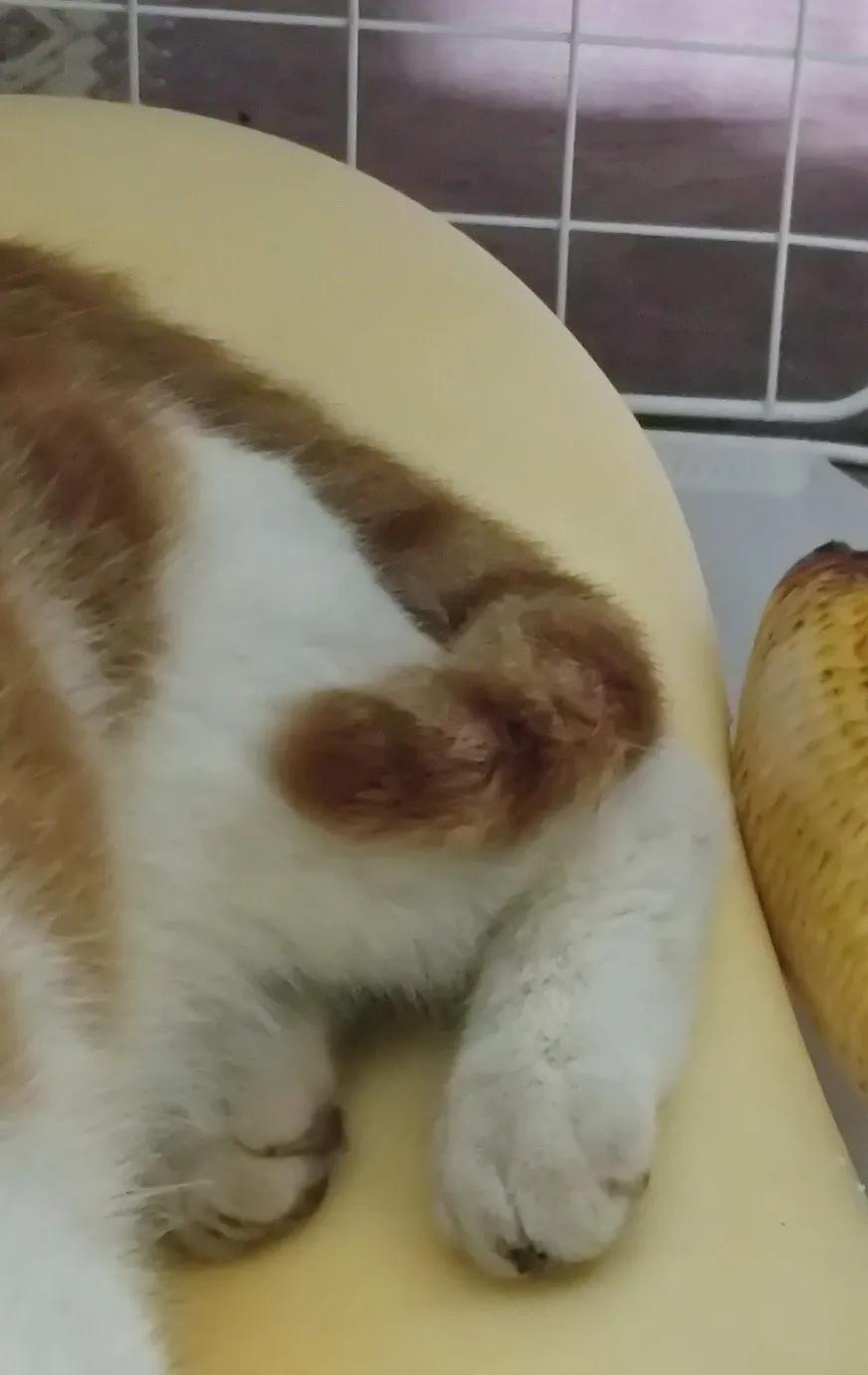 流浪猫受伤了怎么办找谁,铁岭流浪猫的救助电话