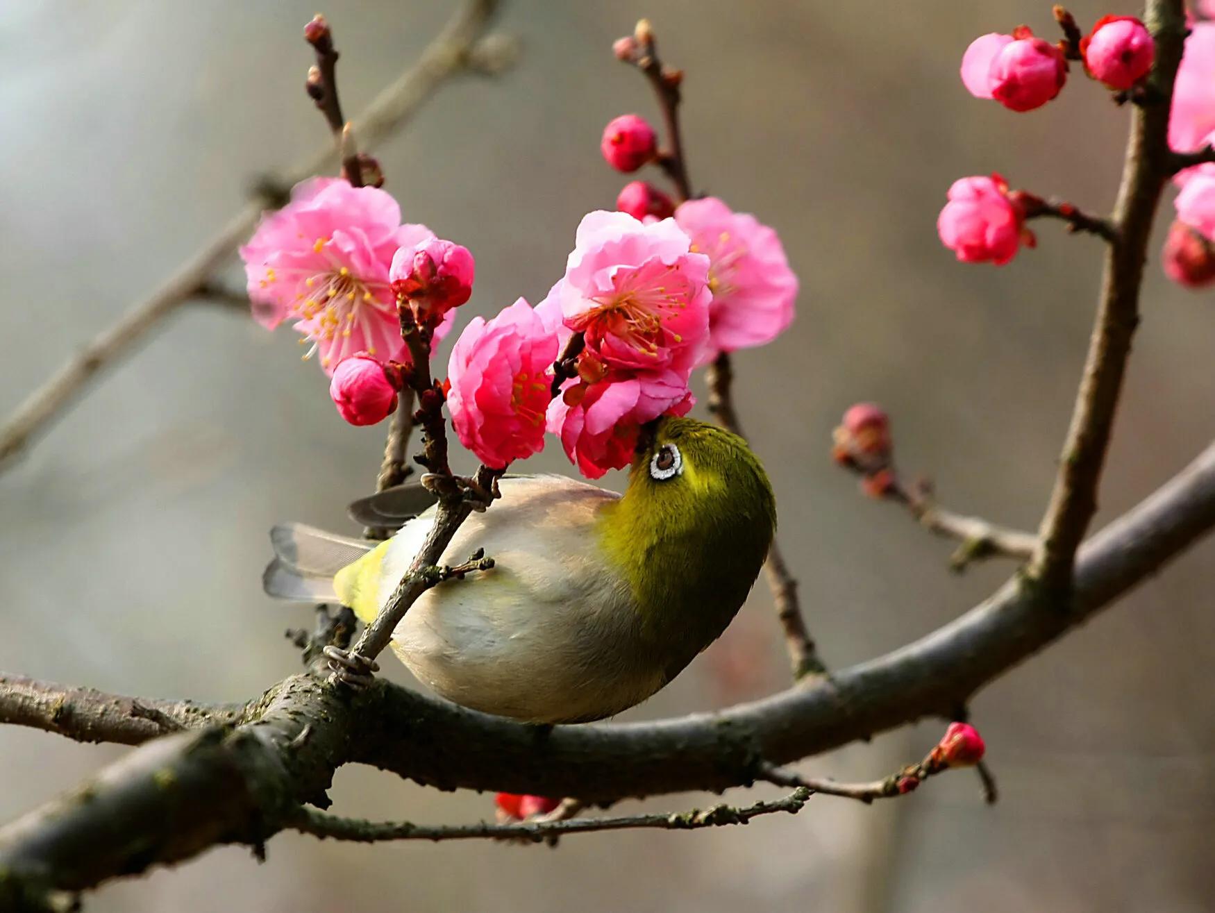 世界最美山水花鸟高清图片,精美山水花鸟图片大全
