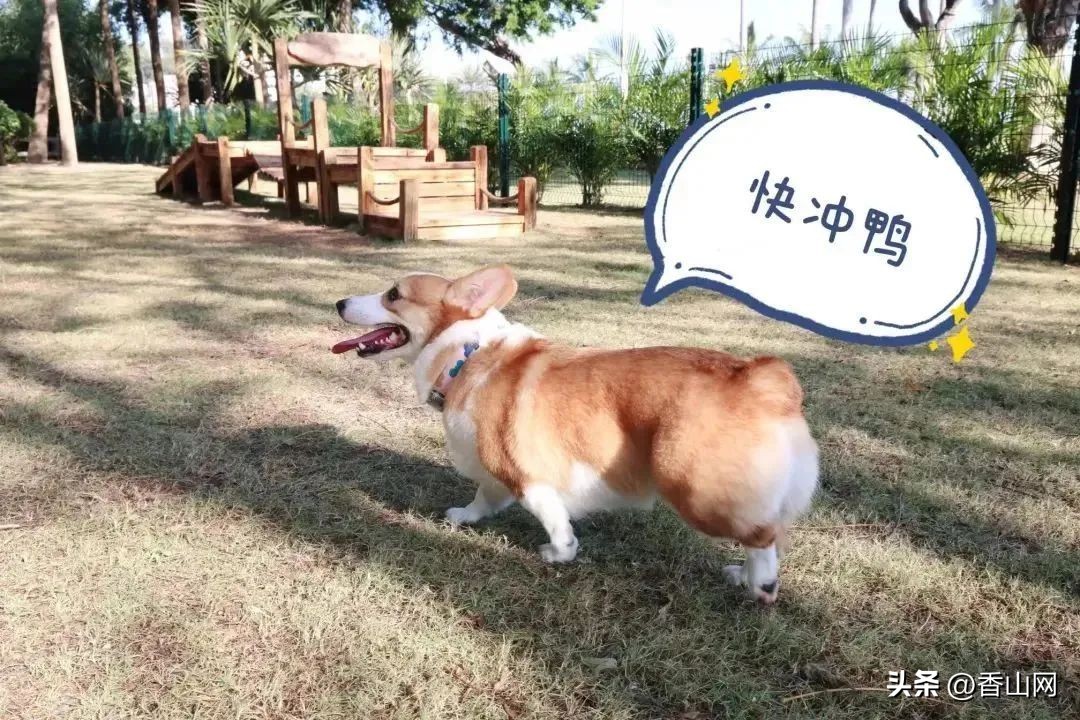 珠海唐家遛狗好去处,周末遛狗好去处乌鲁木齐