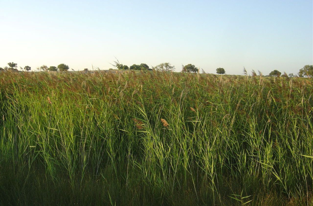 羊草的多种用途,内蒙古羊草是什么东西