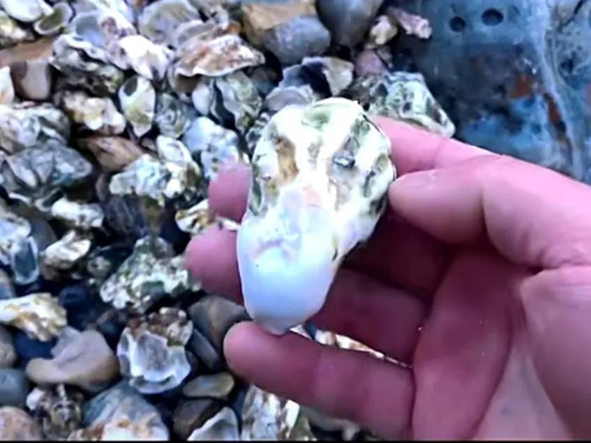 台风来了东海银鲳鱼,台风后的沙滩遍地海鲜