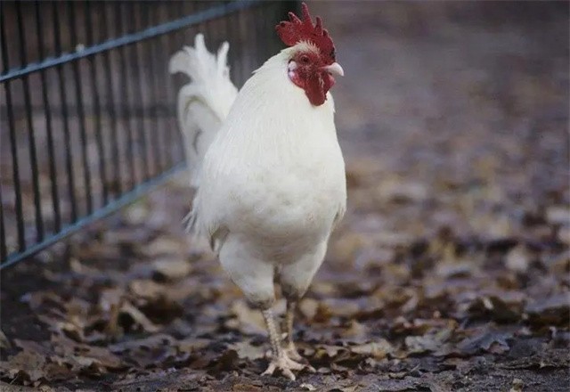 六十年代为什么流行的打鸡血,60年代打鸡血疗法