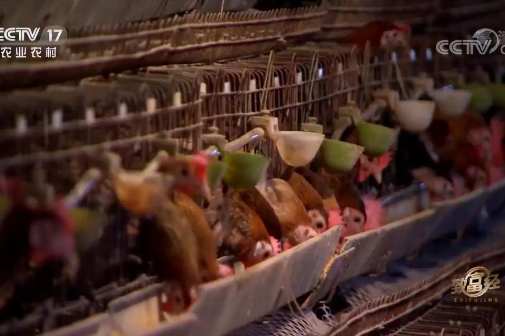 200亩荒山变成聚宝盆,荒山摇身一变成村民聚宝盆