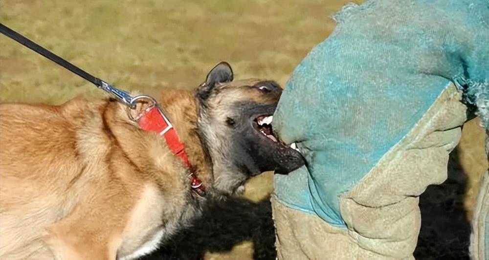 路遇恶犬应该如何自救,遇恶狗攻击保命妙招