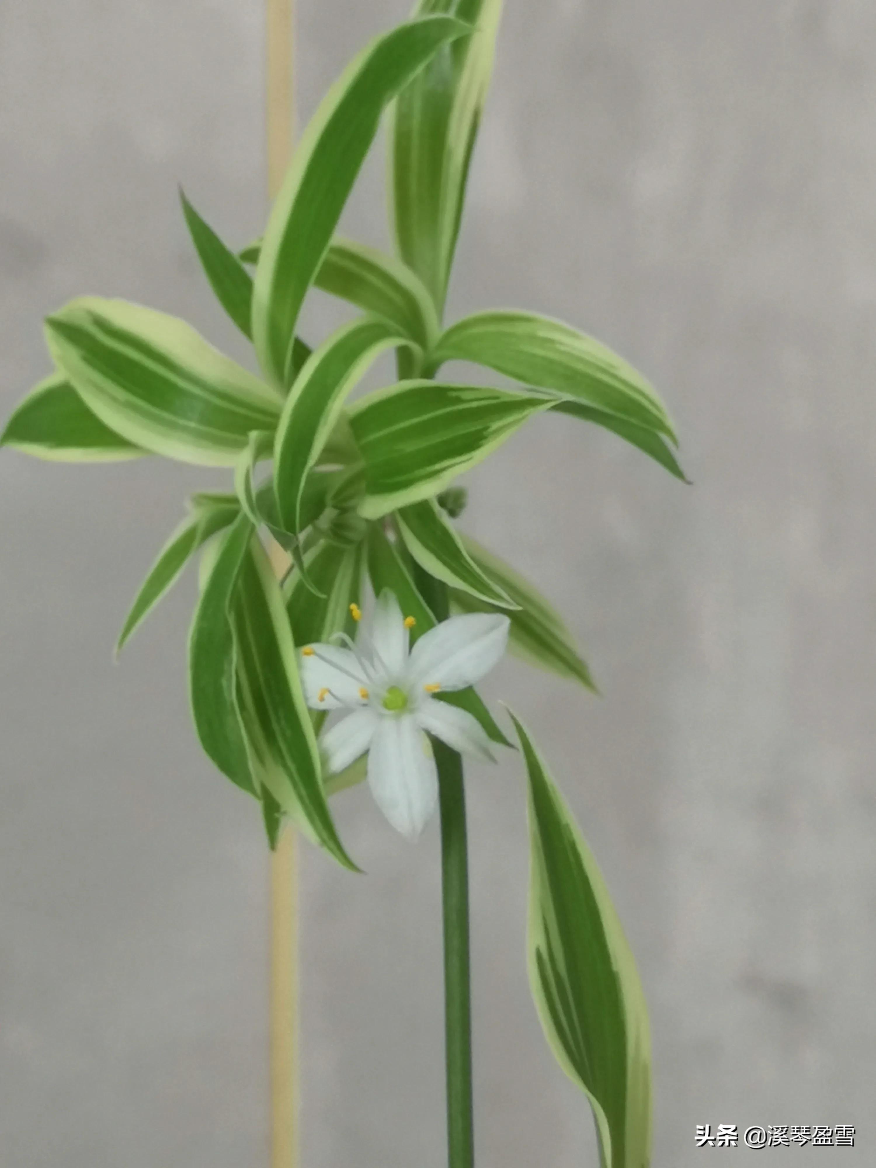 守望花开诗歌,守望花开作文