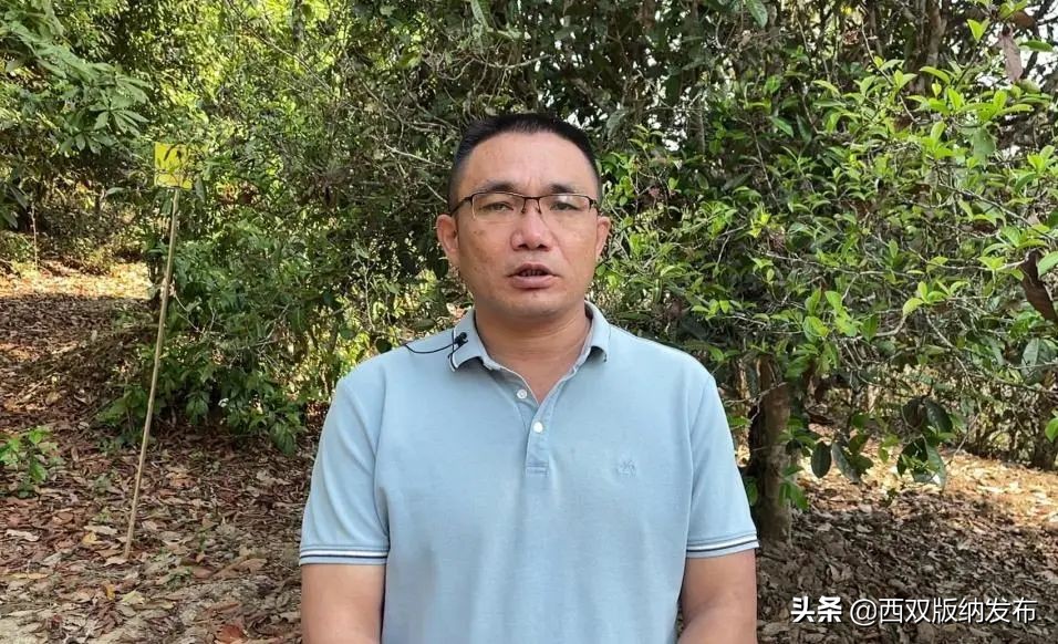 勐海贺开古茶,勐海贺开古茶资源开发有限公司