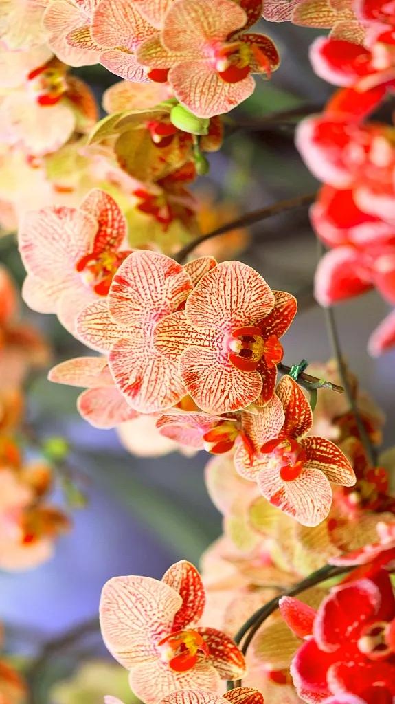 兰花原创图片,兰花品种大全