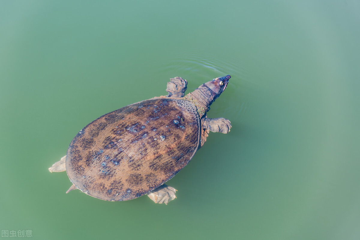 冬天怎么能找到野外生存的甲鱼,野生甲鱼冬天找甲鱼洞技巧