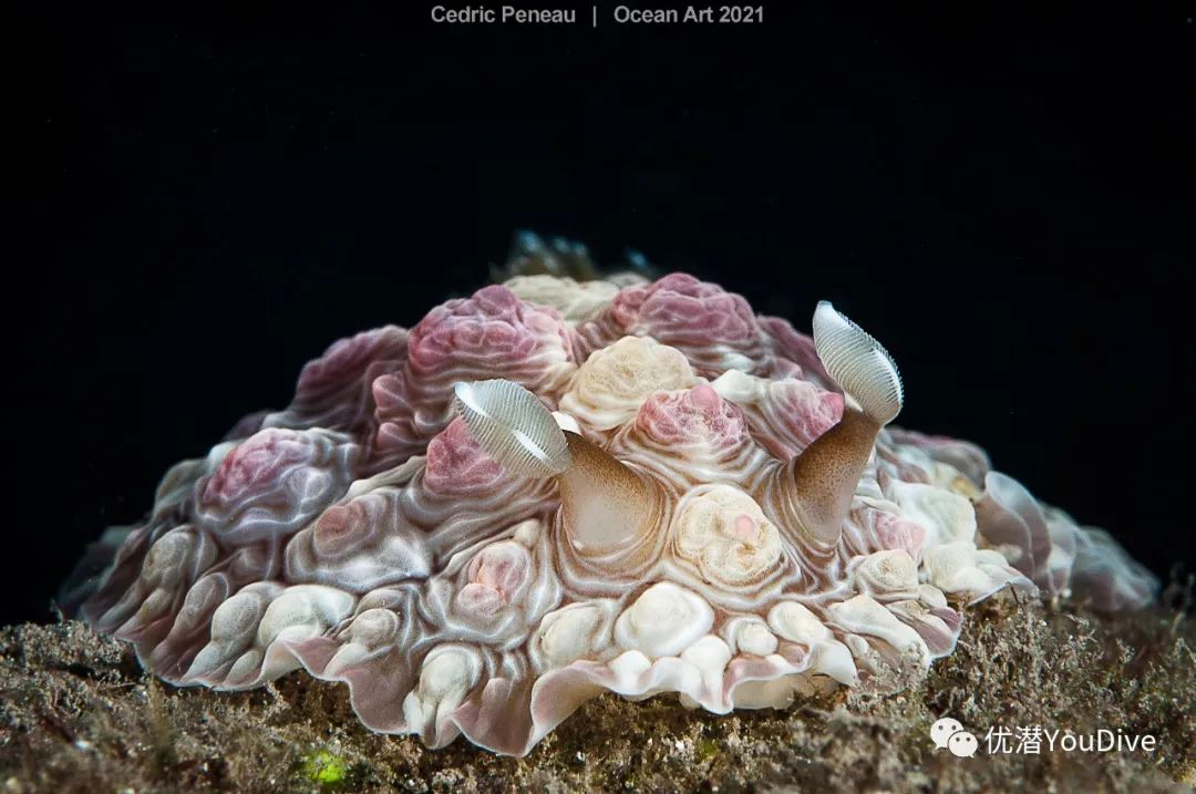 大海水下摄影作品欣赏,oceanart