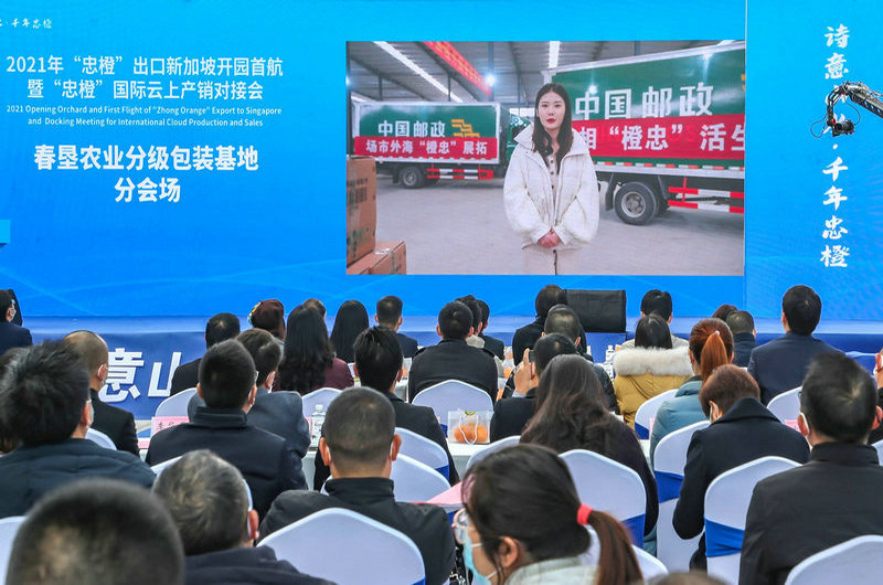 忠县忠橙,忠县忠橙专卖店地址