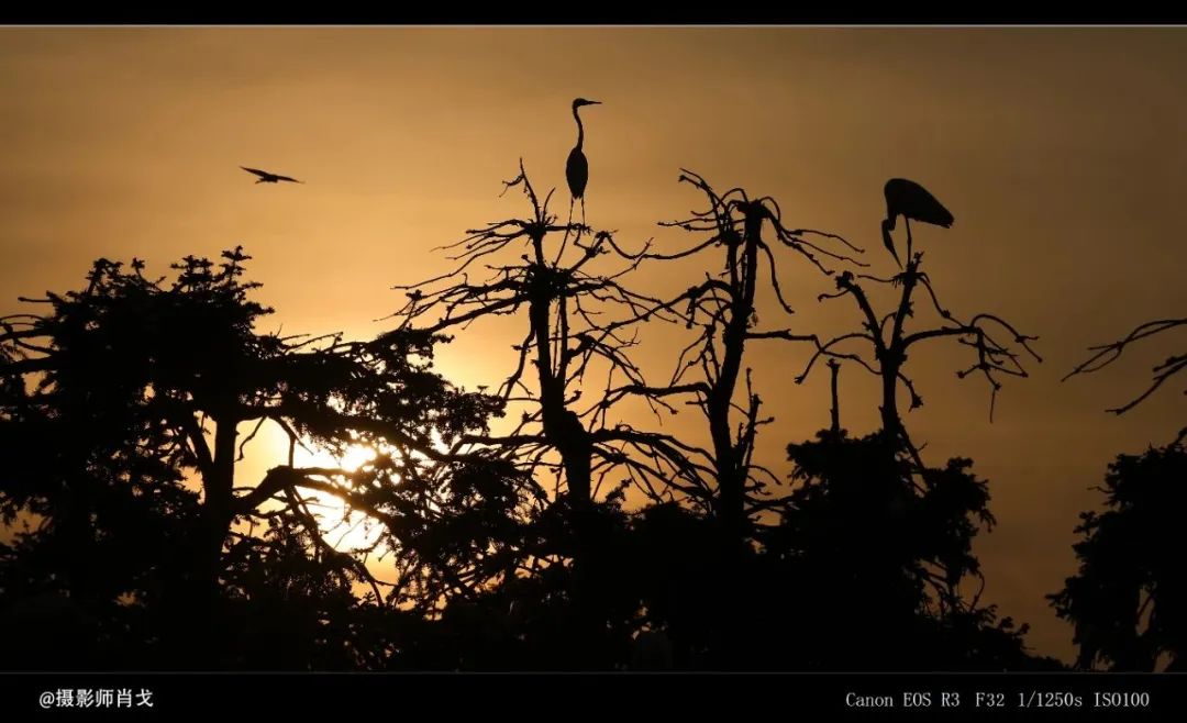 佳能rf800mmf5.6价格,佳能rf800mmf5.6定焦镜头能拍多远