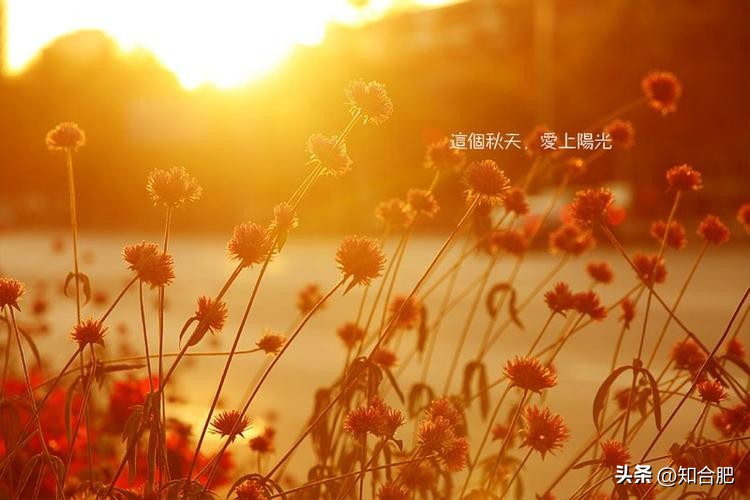 合肥秋游最佳路线,合肥秋游景点推荐