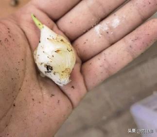 荷兰的国花郁金香有多少种,荷兰郁金香重瓣