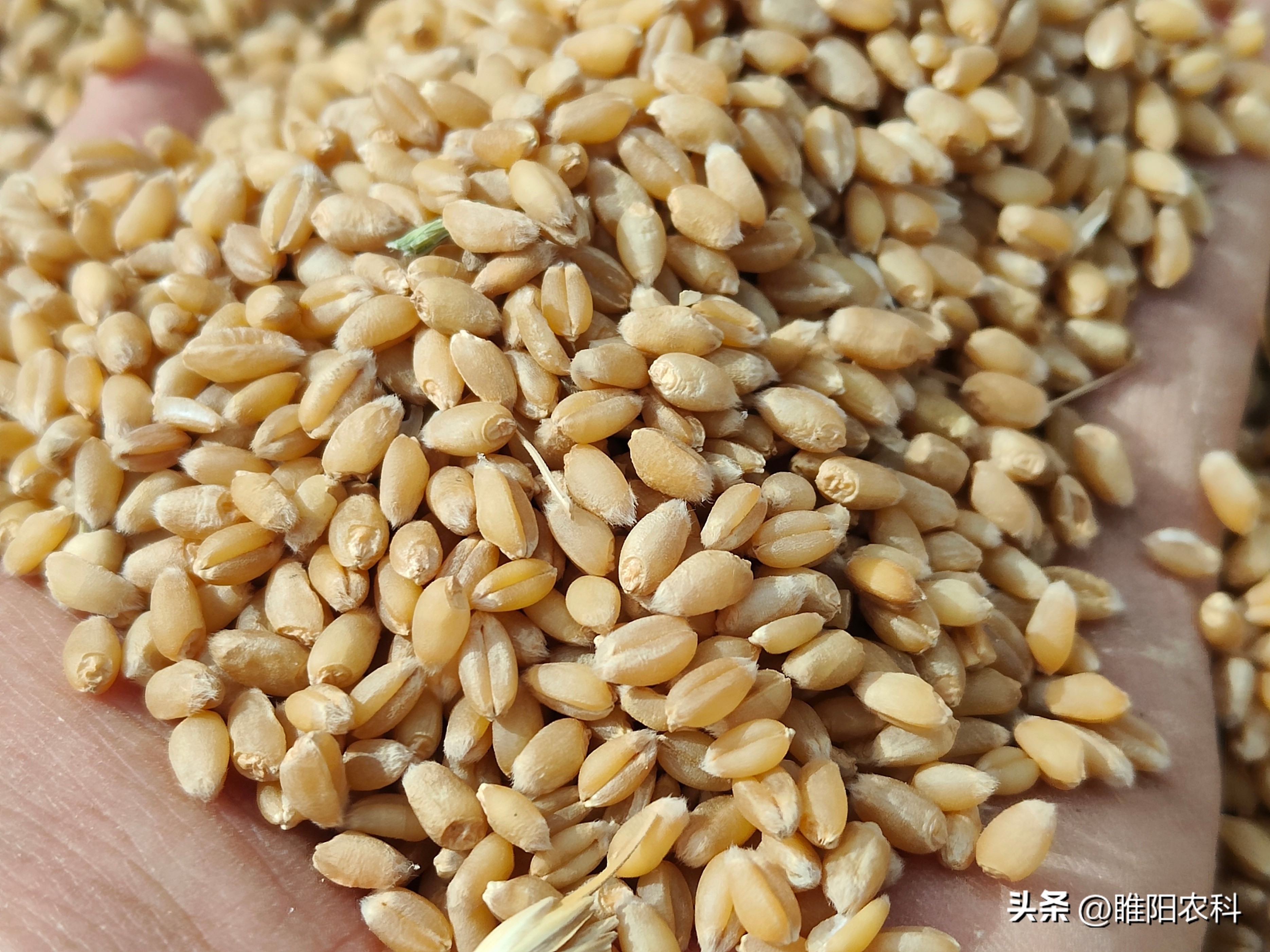 2023年适合河南种植的小麦品种,2024河南小麦品种排行榜前十名