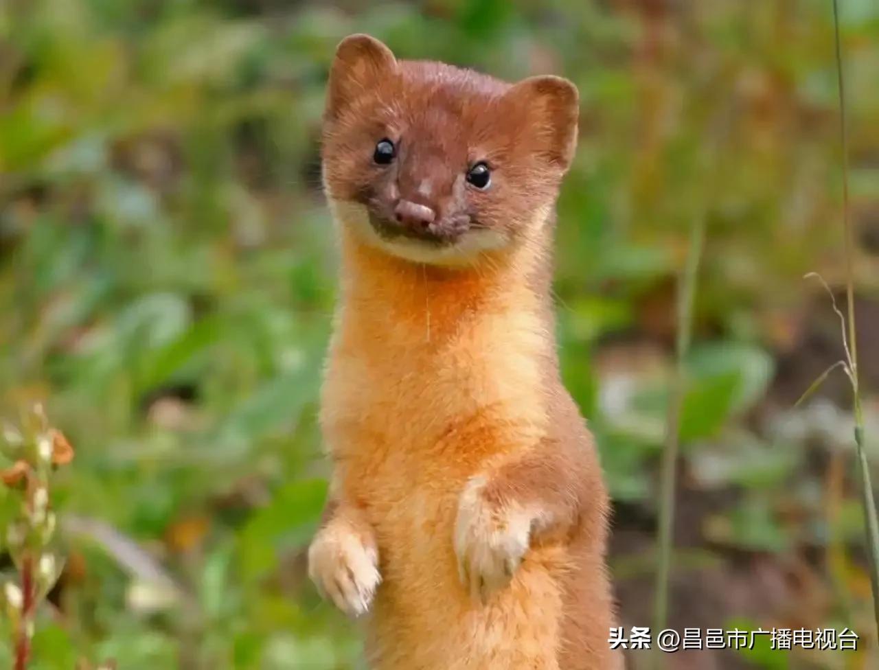 老一辈说黄鼠狼不能杀是有依据的,老一辈的为什么说黄鼠狼不能杀