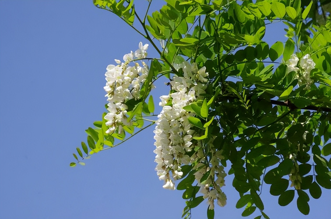 国学经典笠翁对韵原文及注释,笠翁对韵全册没有注释有生字