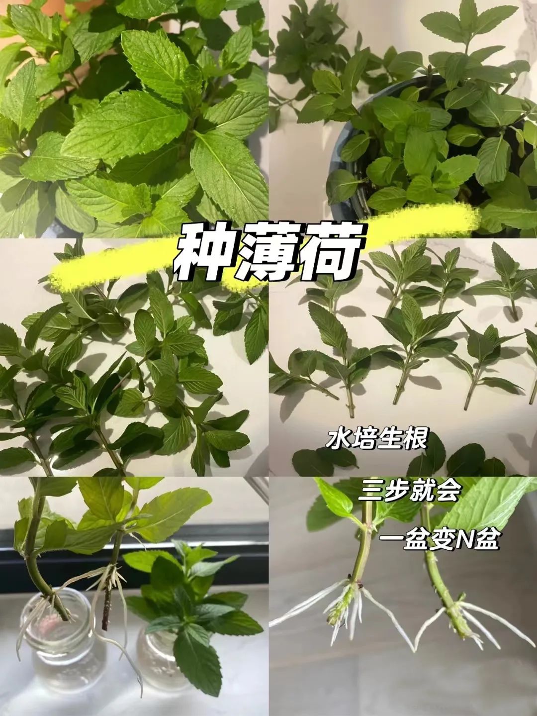 薄荷怎么养才能爆盆能晒太阳,一枝薄荷怎么养才能爆盆