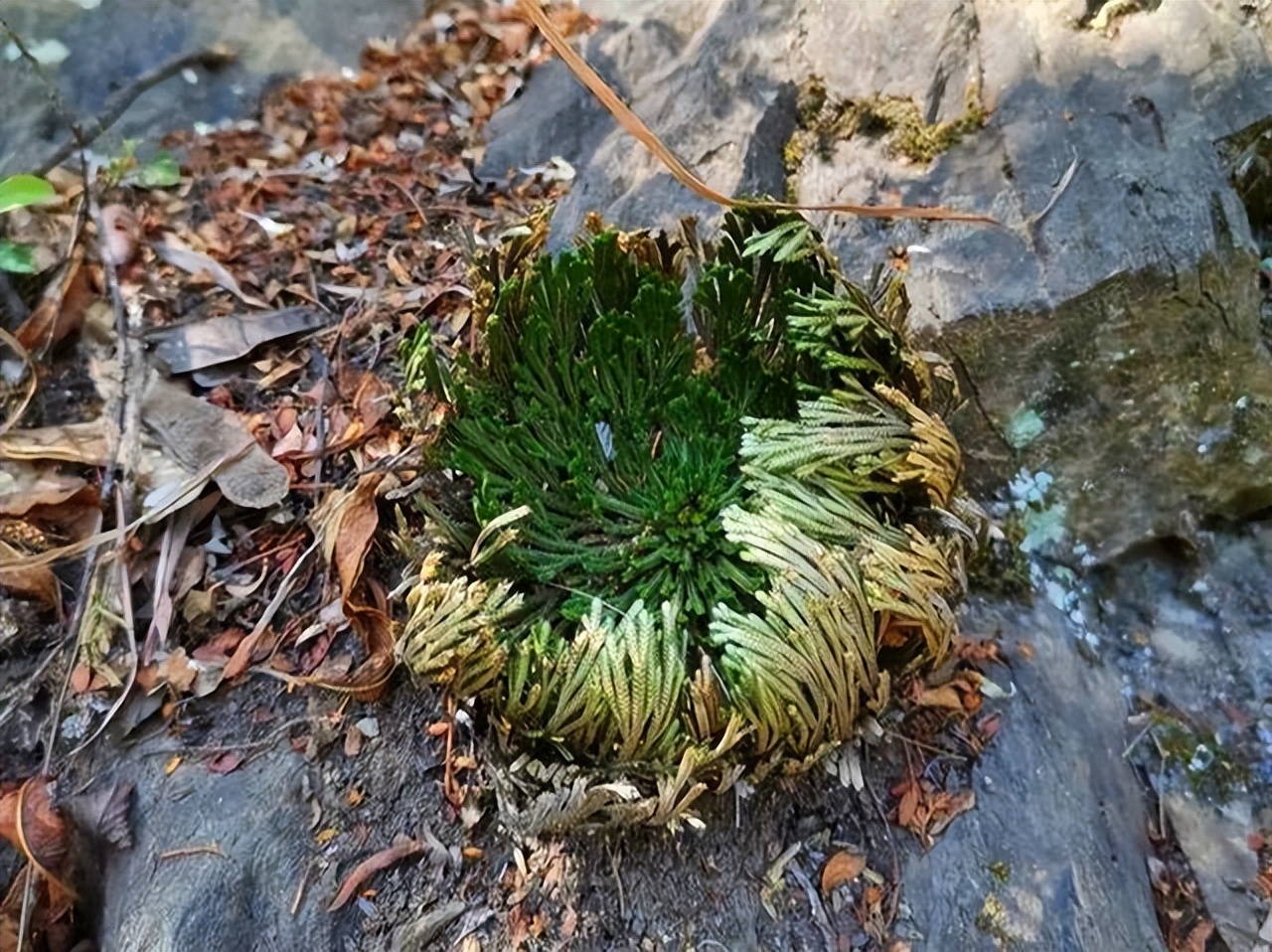 家里可养九死还魂草,家里可以种还魂草
