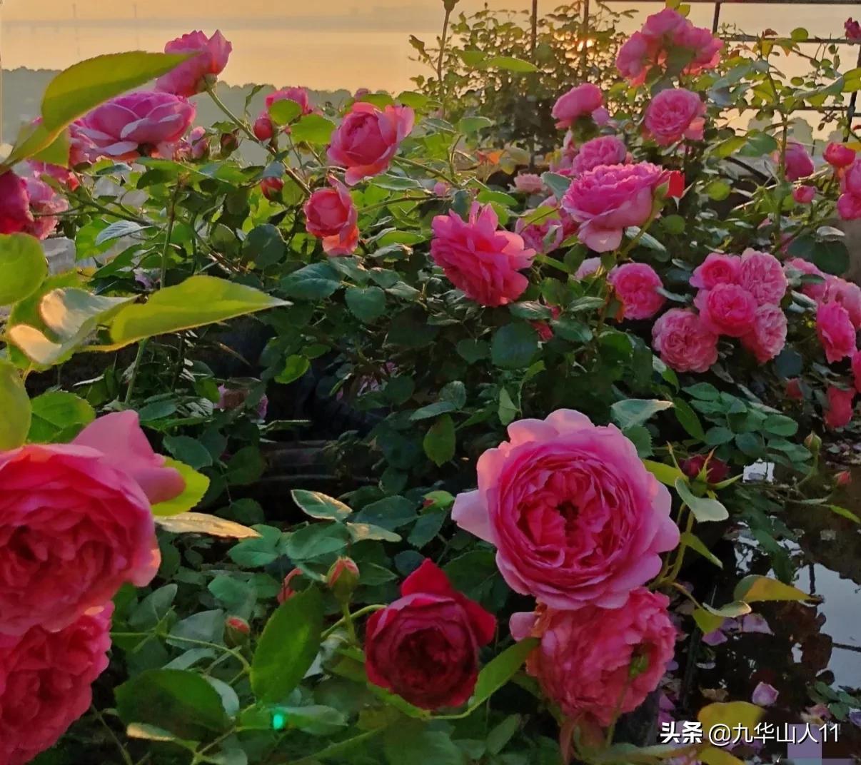 大花浓香勤花的月季品种,大花月季品种介绍大全图片及价格